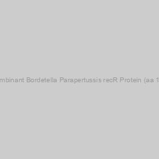 Image of Recombinant Bordetella Parapertussis recR Protein (aa 1-202)